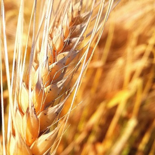 Telegram profile photo for Агро Чат (Зерно/Покупка/Продажа)