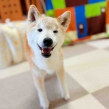 Telegram profile photo for Ringo The blind Shiba Inu $RINGO CHAN