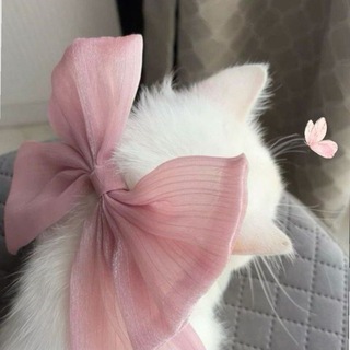 Telegram profile photo for بَنــايـن.