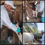Telegram profile photo for الرعايه البيطريه