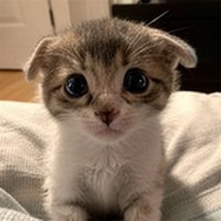 Telegram profile photo for Trilly The Cat