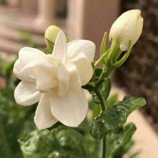 Telegram profile photo for صدقة جارية