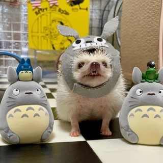 Telegram profile photo for Hacks