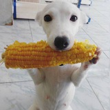 Telegram profile photo for wocixu