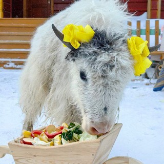 Telegram profile photo for "SakhaTime"