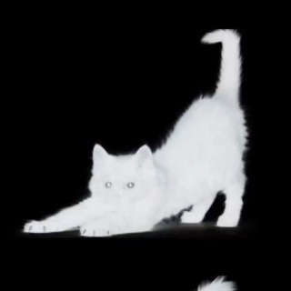 Telegram profile photo for 1nff. » MLN