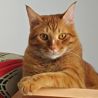 Telegram profile photo for Danikcopper