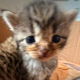 Telegram profile photo for 𝖜𝖆𝖎𝖋𝖔𝖈𝖍𝖐𝖆