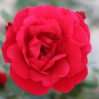 Telegram profile photo for ❤️ساز عشق❤️