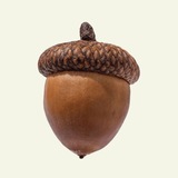 Telegram profile photo for acorn ♥︎