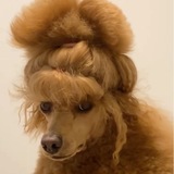 Telegram profile photo for Помпадурша.