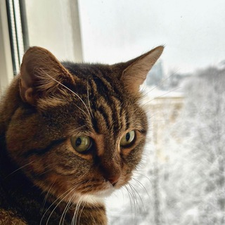 Telegram profile photo for Та самая Плюша...