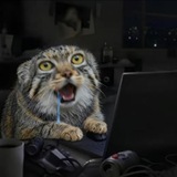 Telegram profile photo for manul_vpn
