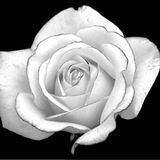 Telegram profile photo for The White Rose Sweden