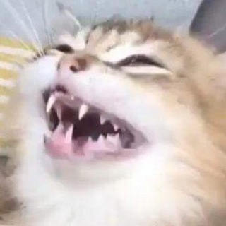 Telegram profile photo for Racist, sexist and offensive memes