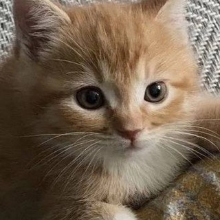Telegram profile photo for мемы с котятами и тд