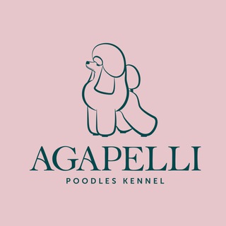 Telegram profile photo for Пудели той Агапэлли / Agapelli poodles