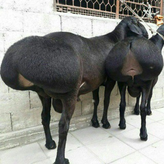 Telegram profile photo for Vodiy mol qoy bozori