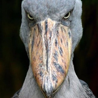 Telegram profile photo for Байкальский баклан