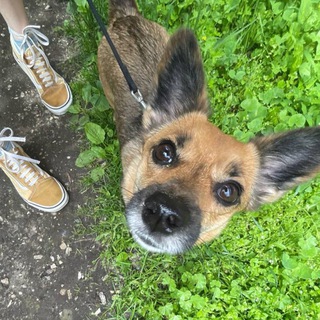 Telegram profile photo for Жужелица вещает …