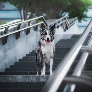 Telegram profile photo for Фотограф анималист Смоленск