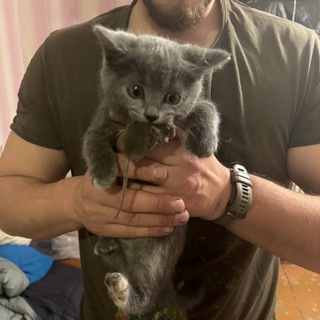 Telegram profile photo for Котики и Кощьки Tactical