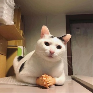 Telegram profile photo for Мопсика Убежище