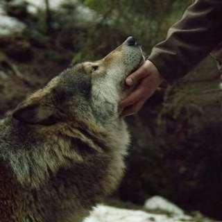 Telegram profile photo for #Netzfunde ❤🕊🍀😊
