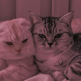 Telegram profile photo for ๐๐๐ณ๐๐๐ f๐๐๐ ๐๐๐ ๐๐๐๐๐ ๐๐ ๐ณ๐f๐๐