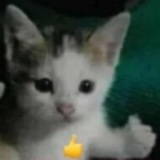Telegram profile photo for STZ MNENIE?