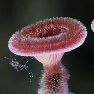 Telegram profile photo for Fantastic Fungi