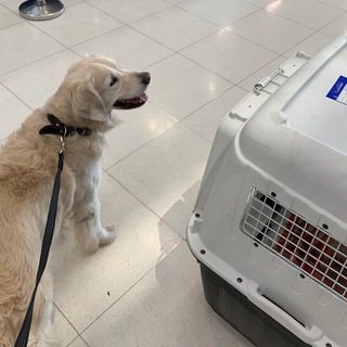 Telegram profile photo for В Тайланд с питомцем ✈️🐶😻🏝