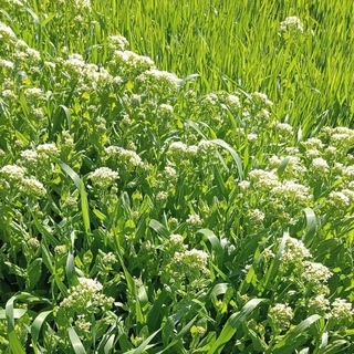 Telegram profile photo for العلم سد لنهر الجهل
