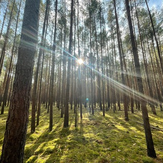 Telegram profile photo for Anarchie der Naturgesetze