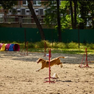 Telegram group profile photo for ВЗ ГОЛОСА ОТ АРЧИ