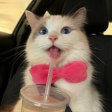 Telegram profile photo for 超级屁股5
