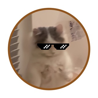 Telegram group profile photo for Michi $MICHI Official