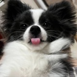 Telegram profile photo for $ALTO CTO