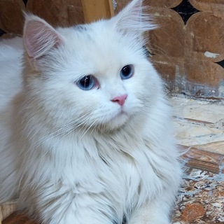 Telegram profile photo for ❤صّوٌر تٌطِقُيَمً مًرتٌبًطِيَنِ❤