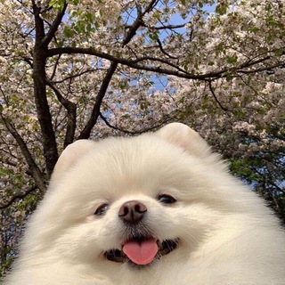 Telegram profile photo for Airdrop & Bounty