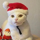 Telegram profile photo for Четыре Лапы