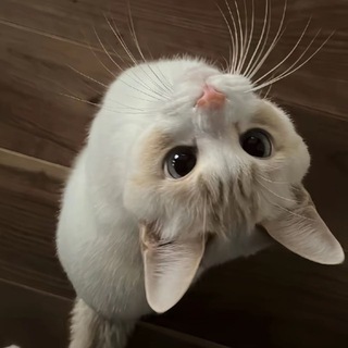 Telegram profile photo for 可乐的文案馆(抽象)