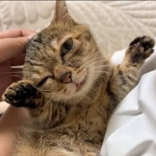Telegram profile photo for meimeicatsol
