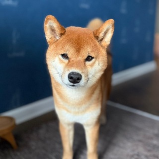 Telegram profile photo for Франки-фанк