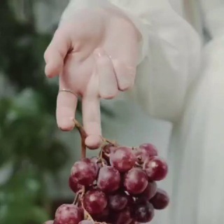 Telegram profile photo for vineyard Morning