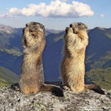 Telegram profile photo for marmot