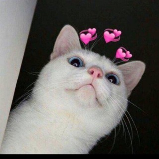 Telegram profile photo for Cat's Lovers❤🐱
