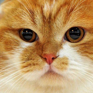 Telegram profile photo for ادلیست تو بیومه