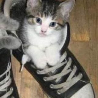 Telegram profile photo for спили мои рога