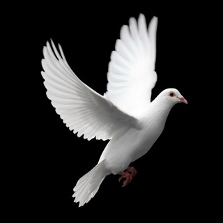 Telegram profile photo for יונה לבנה הומור שחור